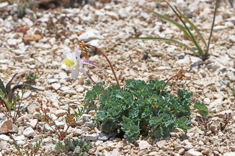 Aquilegia scopulorum var. scopulorum photo 3