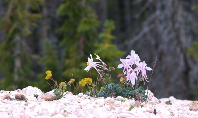 Aquilegia scopulorum var. scopulorum photo 5