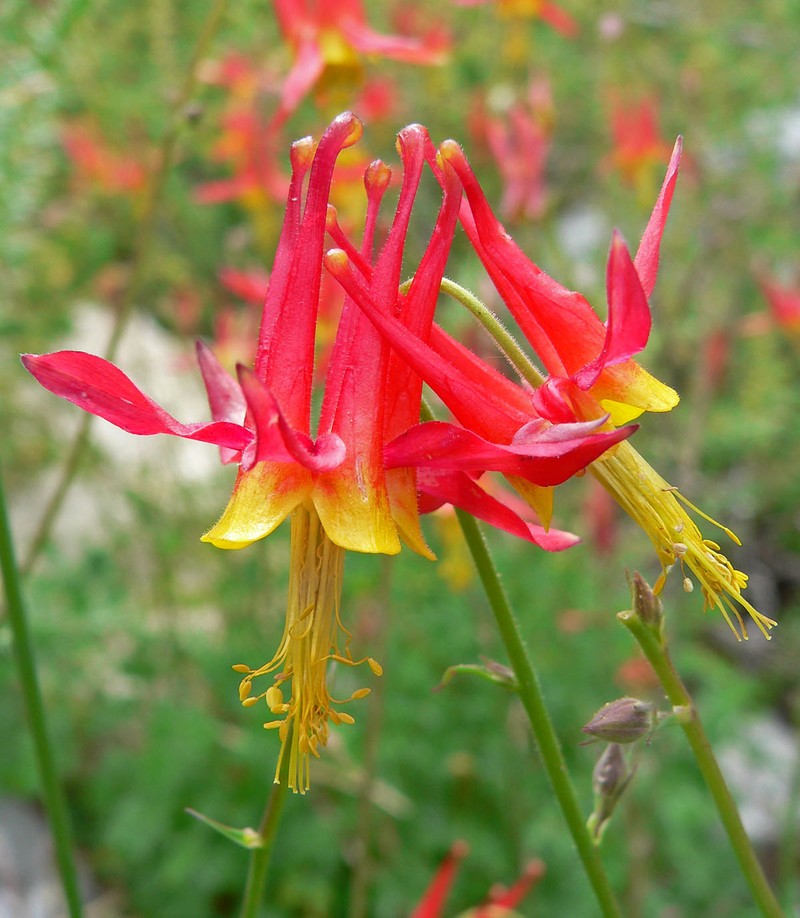 Aquilegia shockleyi photo 2
