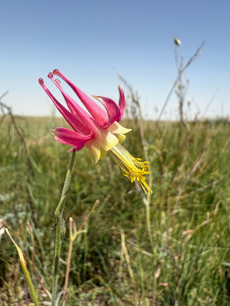 Aquilegia shockleyi photo 3