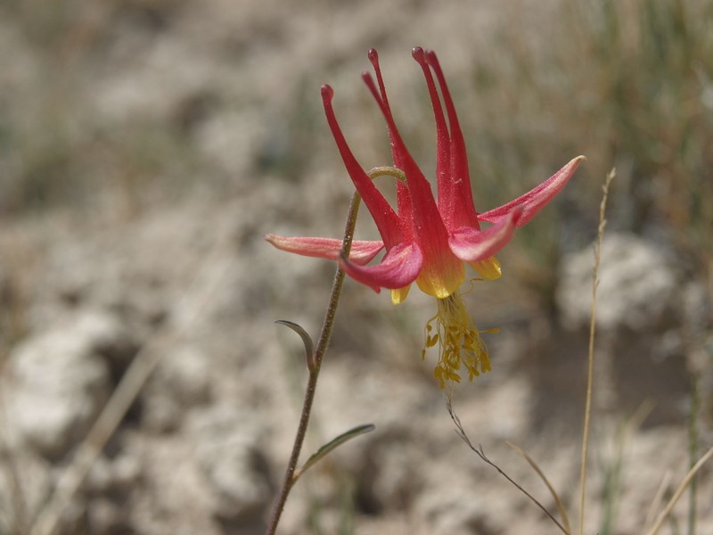 Aquilegia shockleyi photo 4