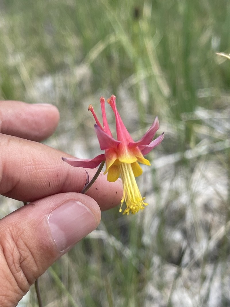 Aquilegia shockleyi photo 5