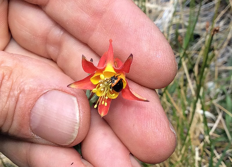 Aquilegia shockleyi photo 7