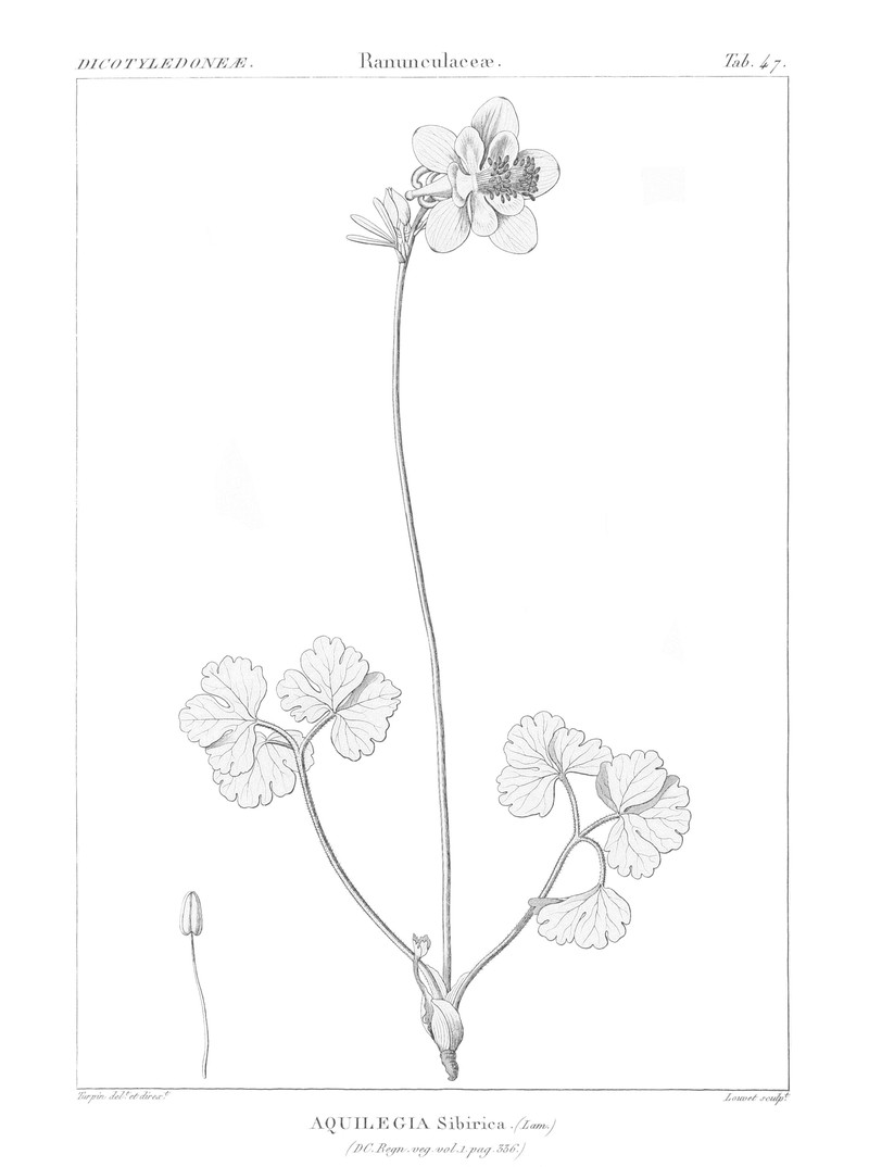 Aquilegia sibirica photo 2