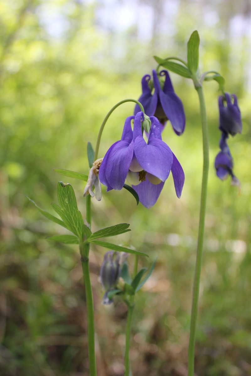 Aquilegia sibirica photo 4