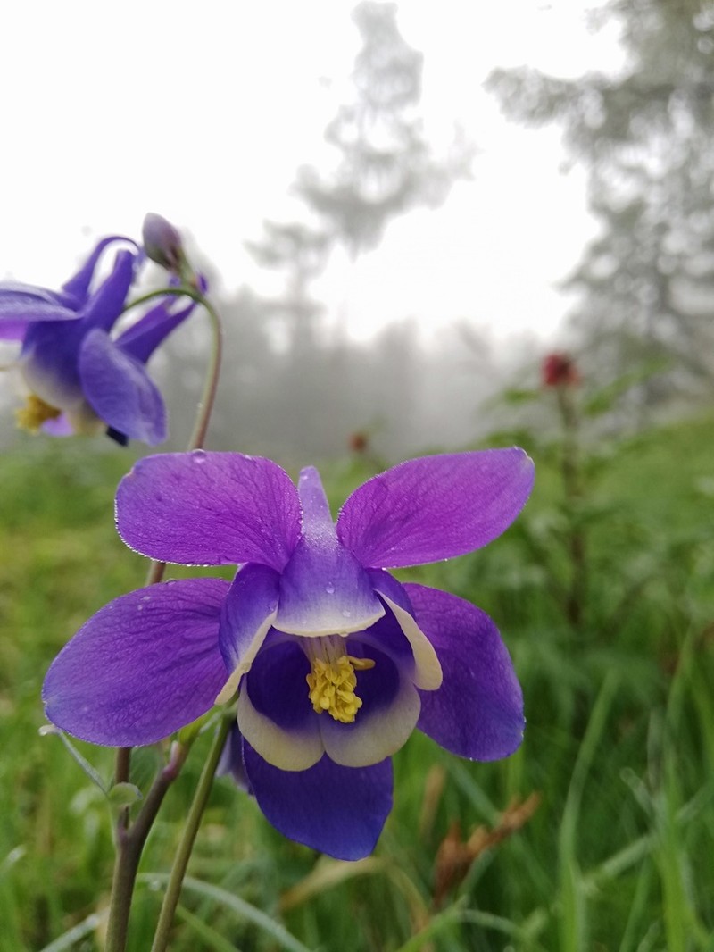 Aquilegia sibirica photo 5