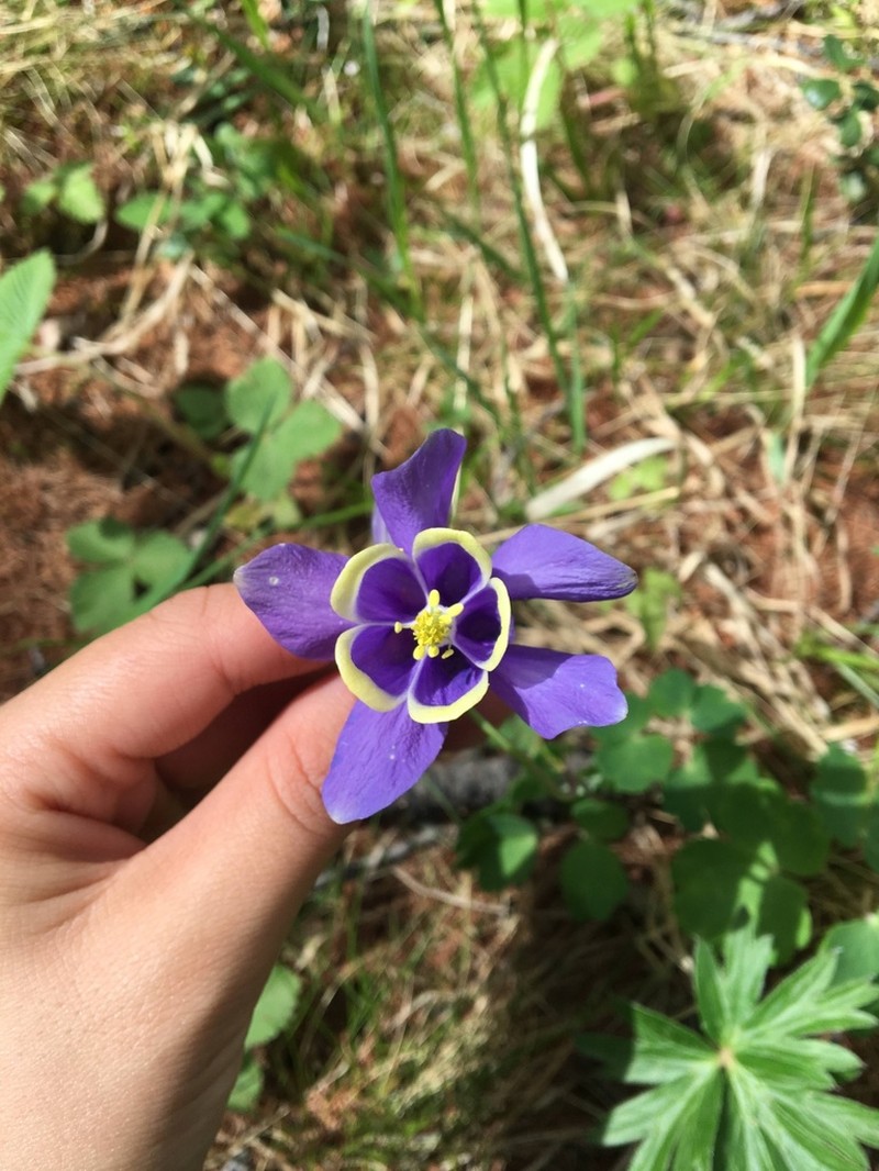 Aquilegia sibirica photo 6