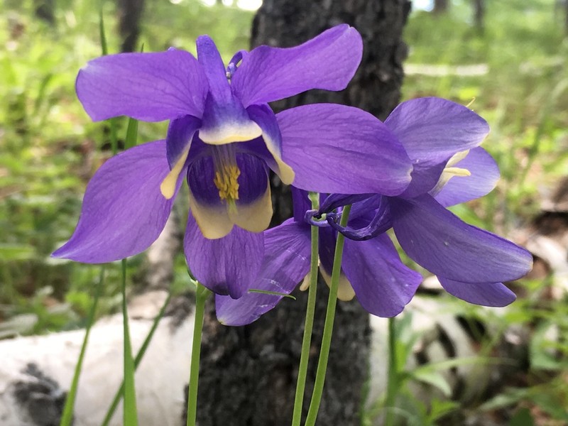 Aquilegia sibirica photo 7