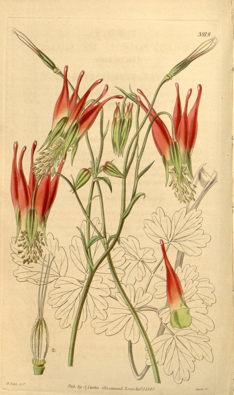 Aquilegia skinneri photo 2