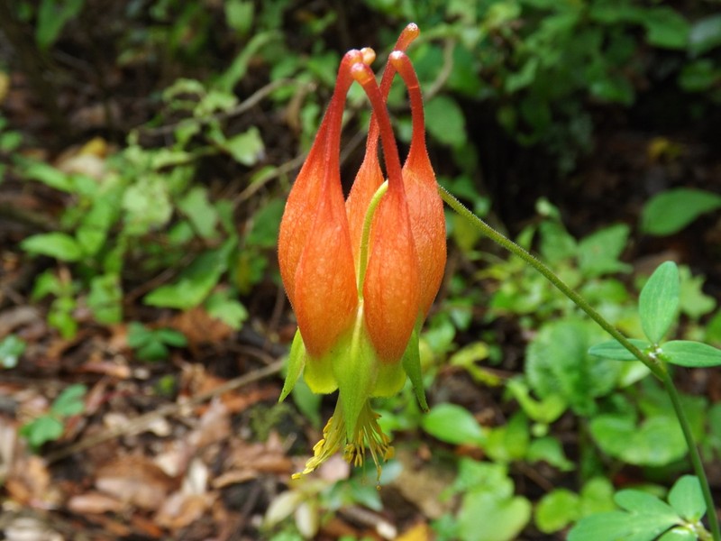 Aquilegia skinneri photo 3
