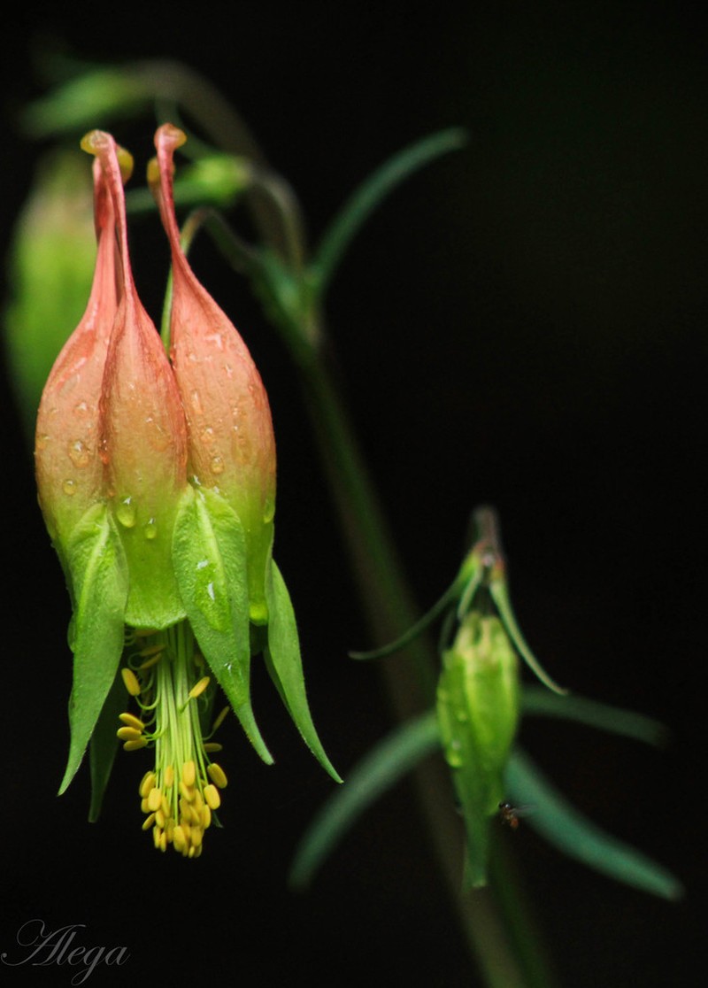 Aquilegia skinneri photo 4