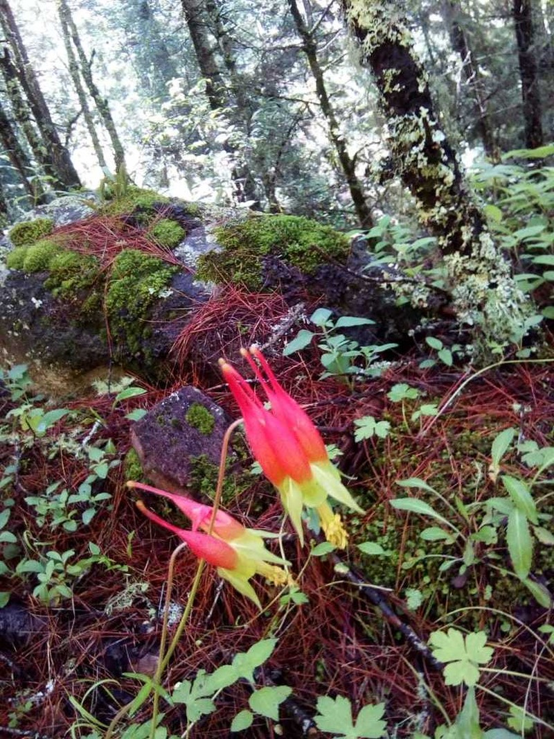 Aquilegia skinneri photo 5