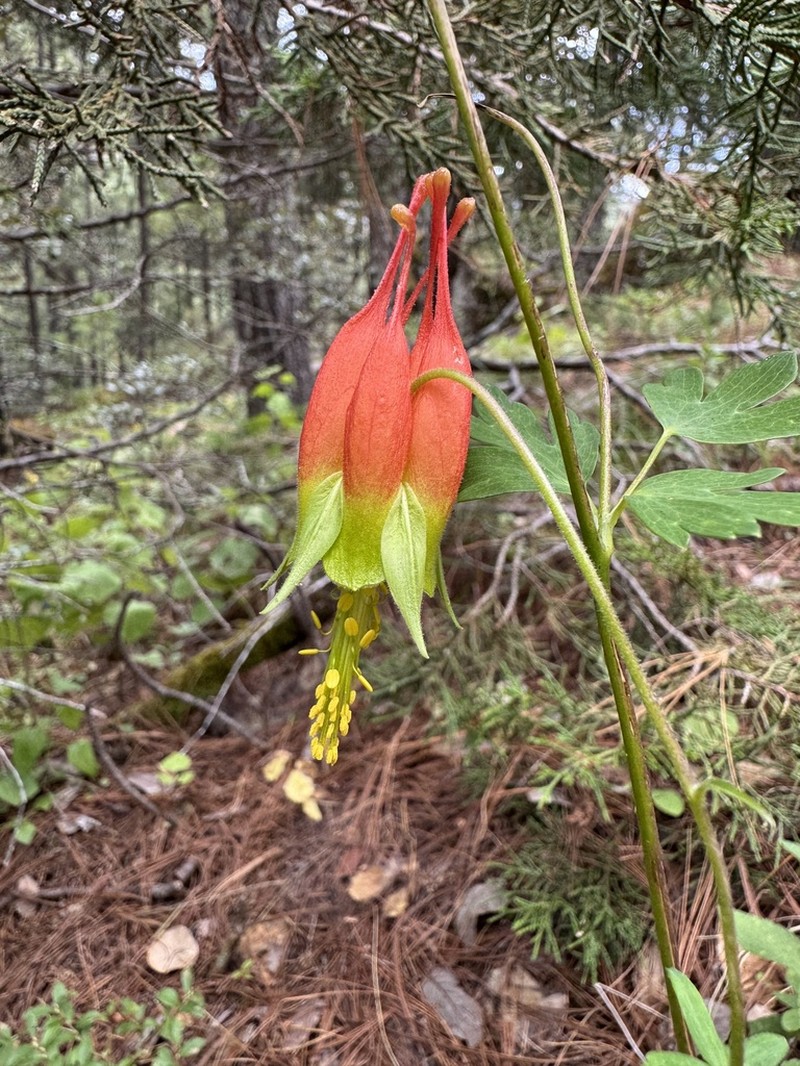 Aquilegia skinneri photo 6