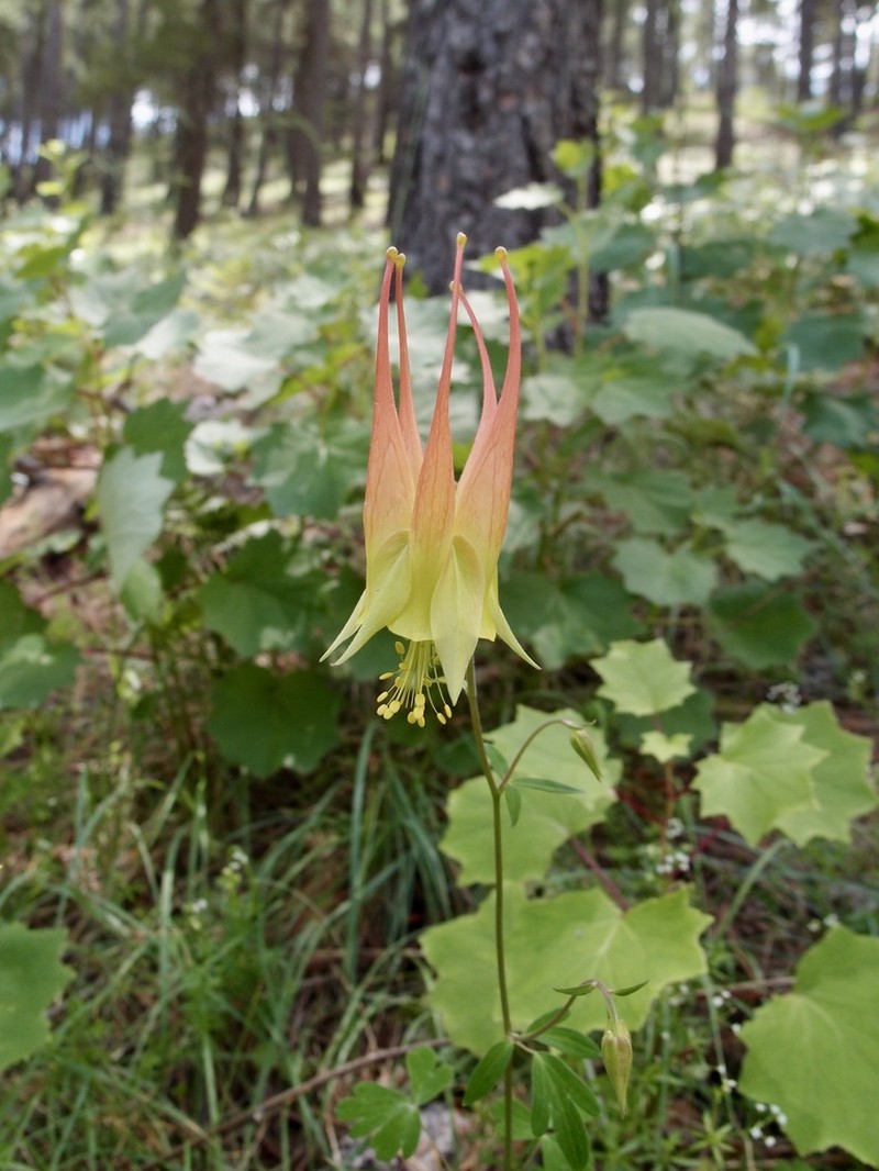Aquilegia skinneri photo 7