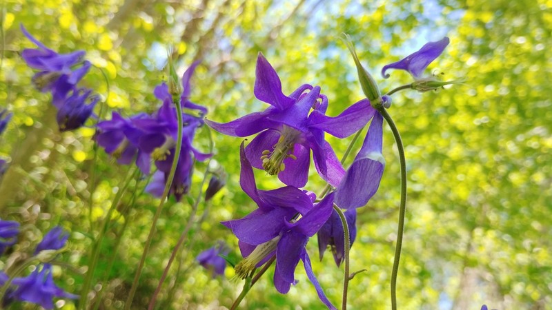 Aquilegia sternbergii