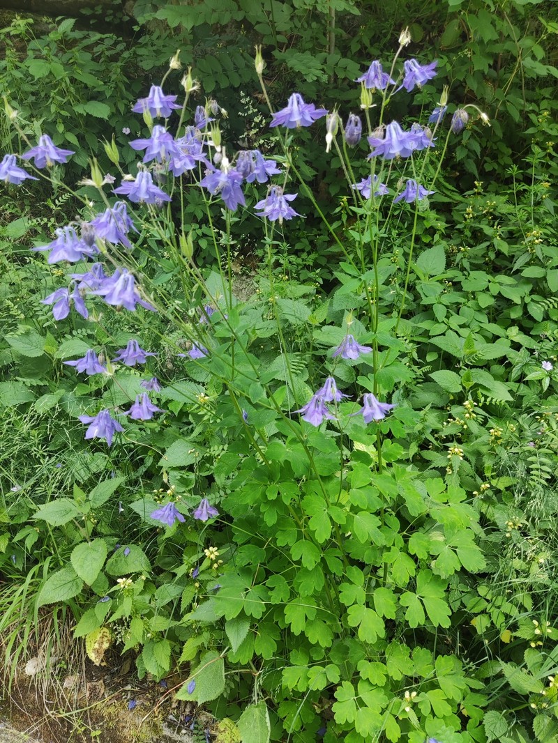 Aquilegia sternbergii photo 2