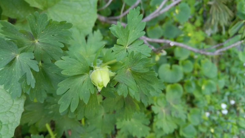 Aquilegia sternbergii photo 3