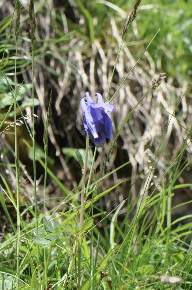 Aquilegia sternbergii photo 4