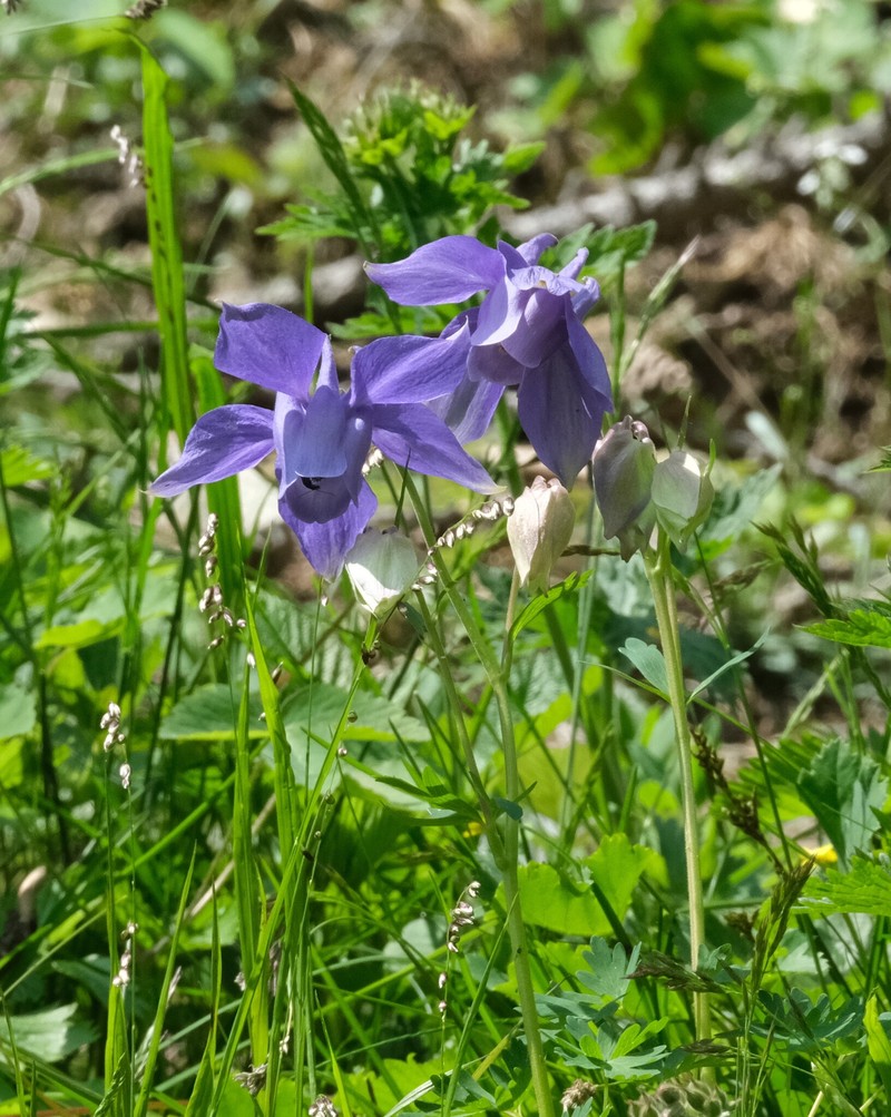 Aquilegia sternbergii photo 5