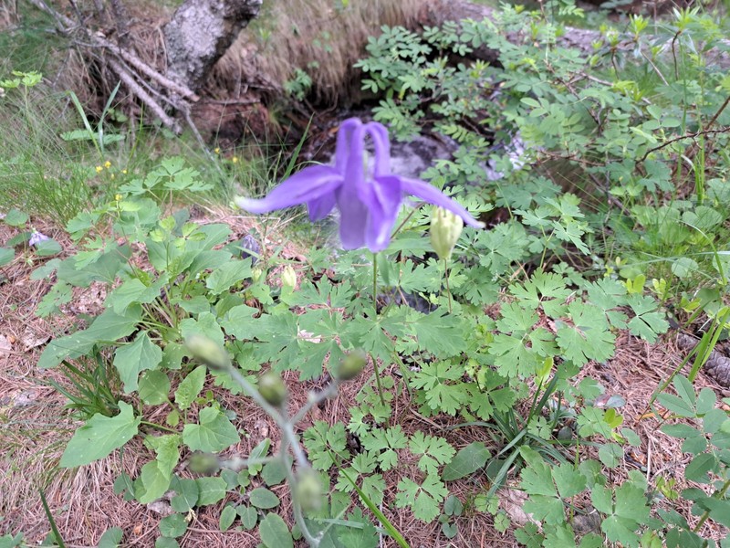 Aquilegia sternbergii photo 6