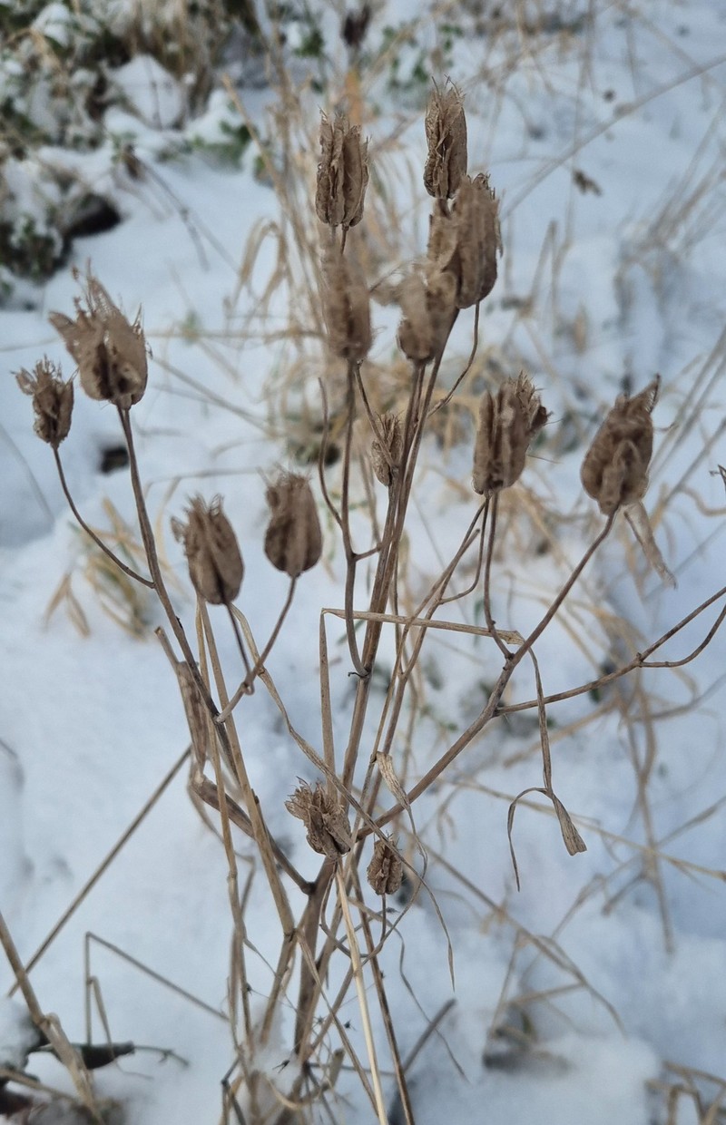 Aquilegia subscaposa