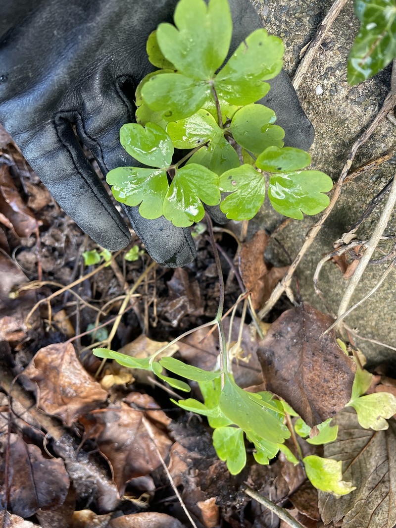 Aquilegia subscaposa photo 6