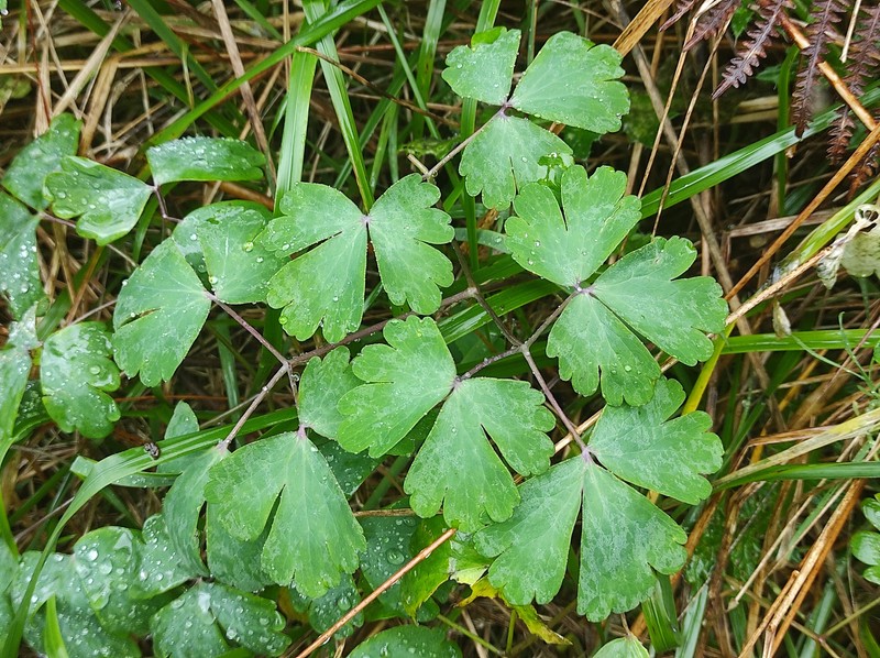 Aquilegia subscaposa photo 8