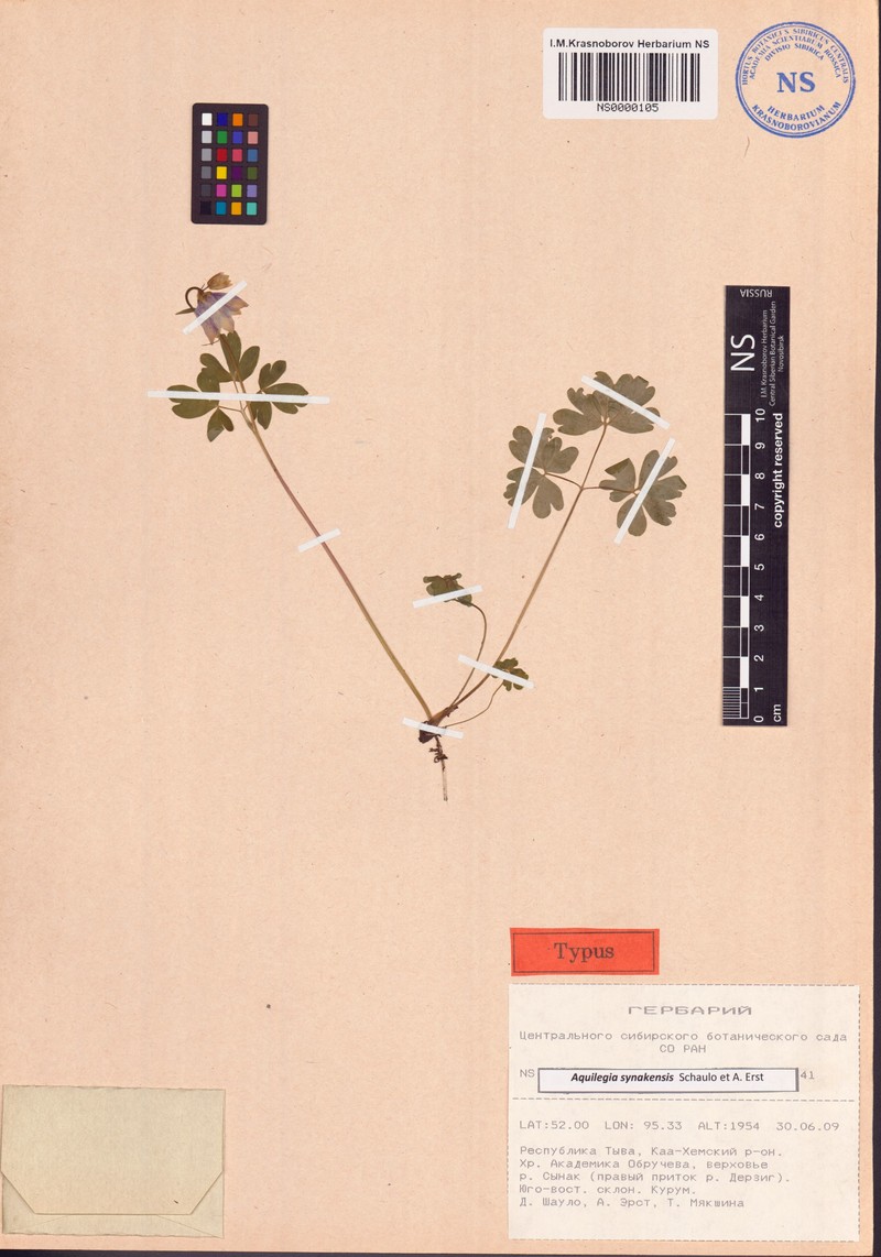 Aquilegia synakensis