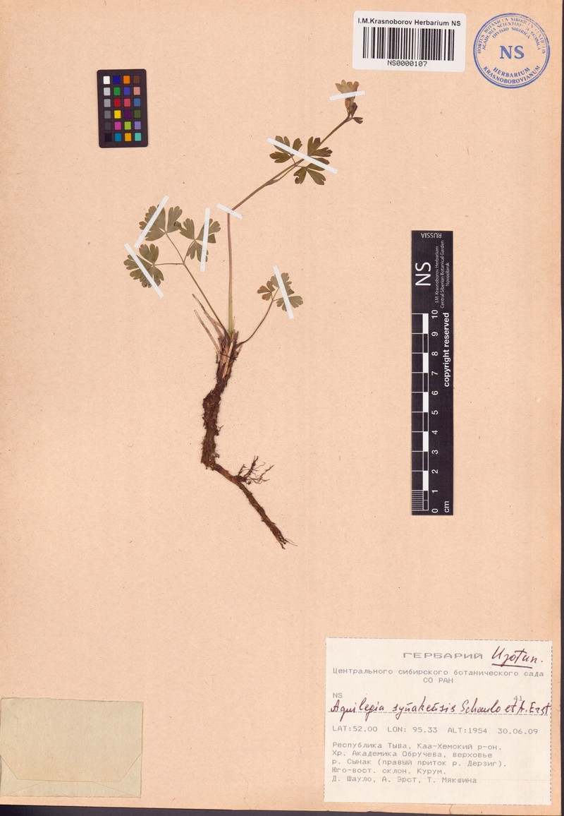 Aquilegia synakensis photo 3