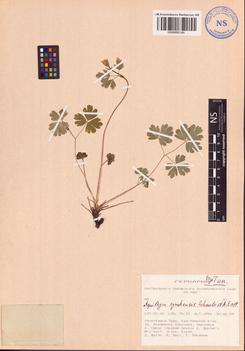 Aquilegia synakensis photo 4