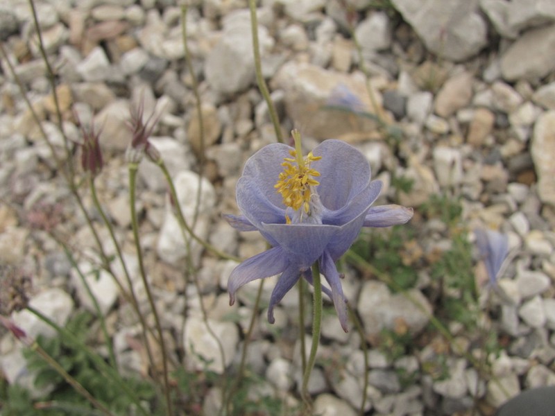 Aquilegia tianschanica