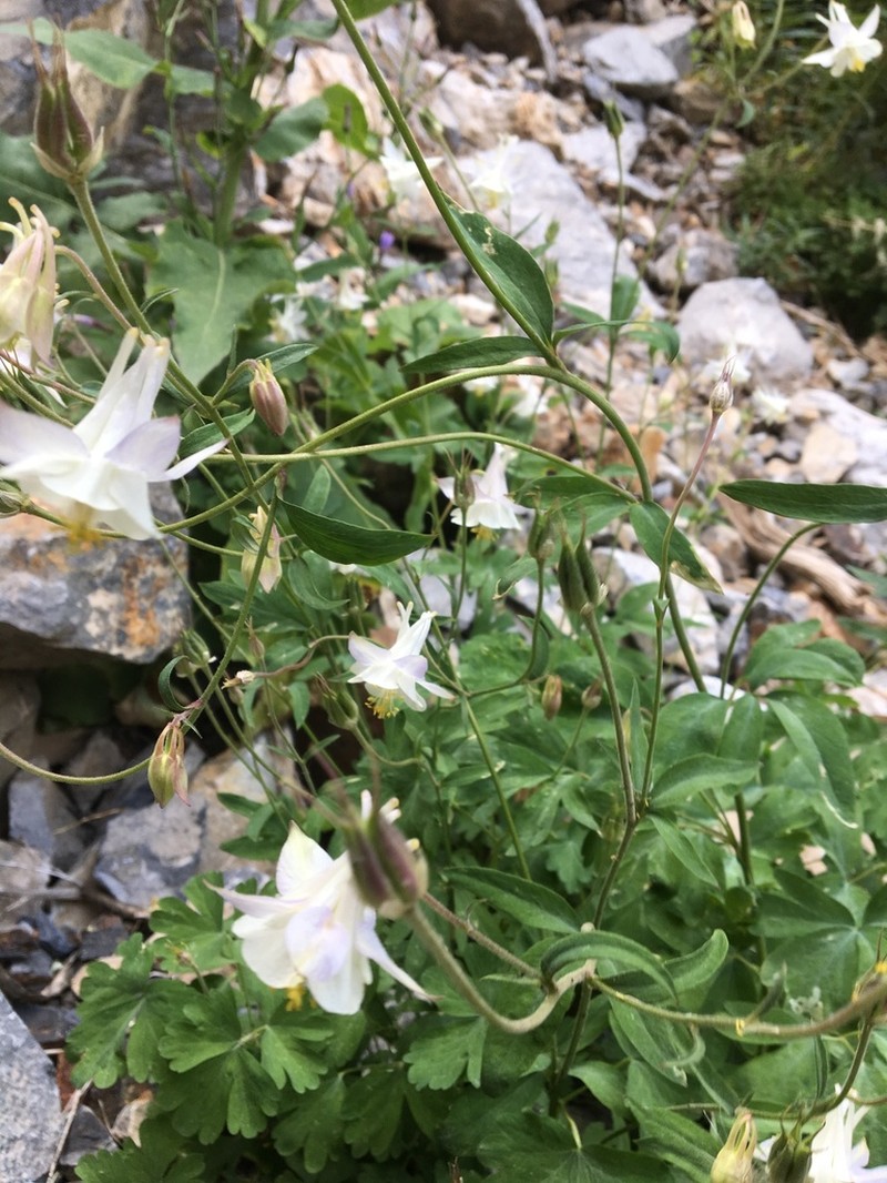 Aquilegia tianschanica photo 2