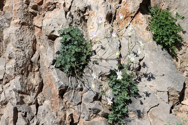 Aquilegia tianschanica photo 4