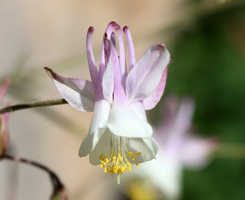 Aquilegia tianschanica photo 5