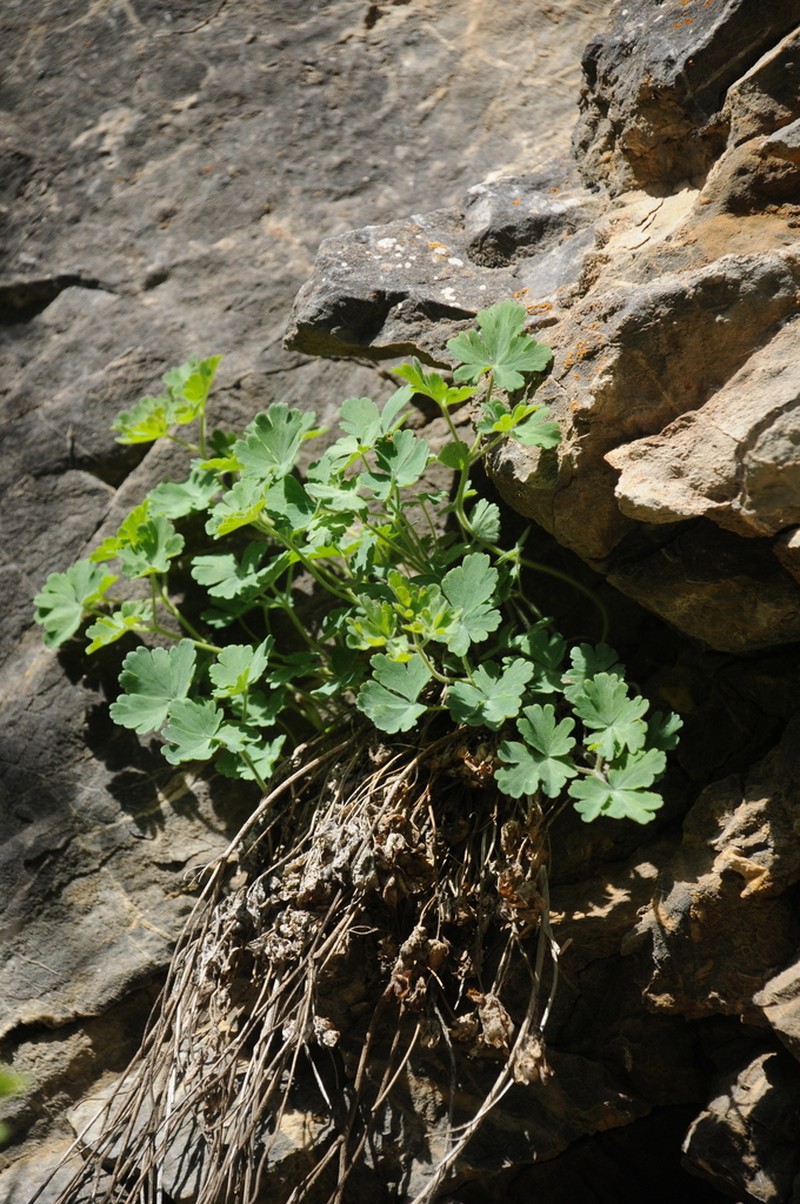 Aquilegia tianschanica photo 6