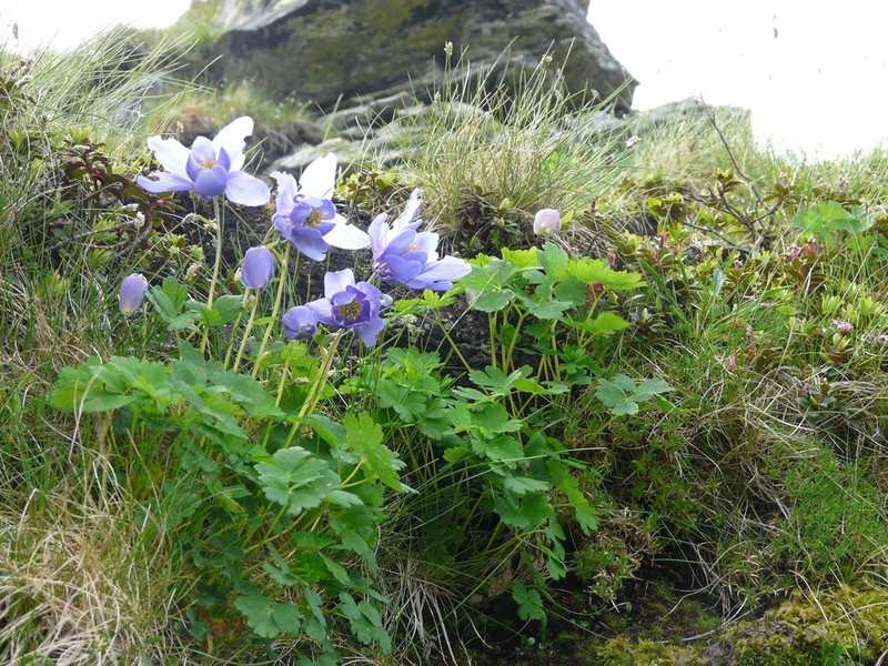 Aquilegia transsilvanica photo 2