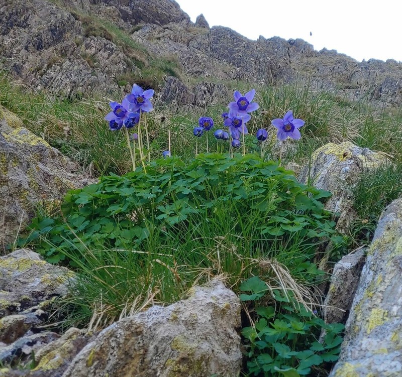 Aquilegia transsilvanica photo 3