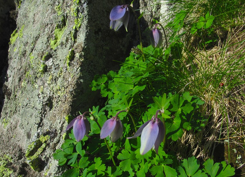 Aquilegia transsilvanica photo 4