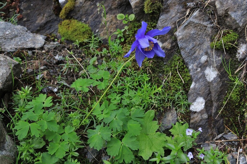Aquilegia transsilvanica photo 5