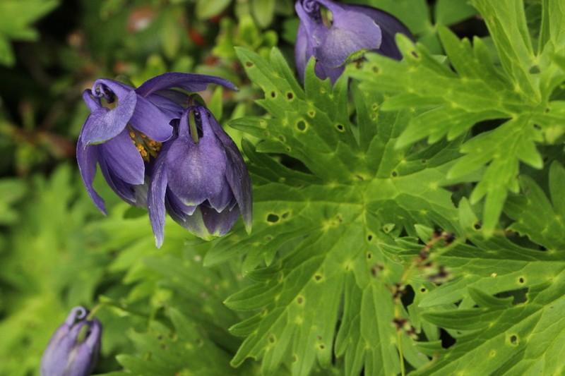 Aquilegia transsilvanica photo 6