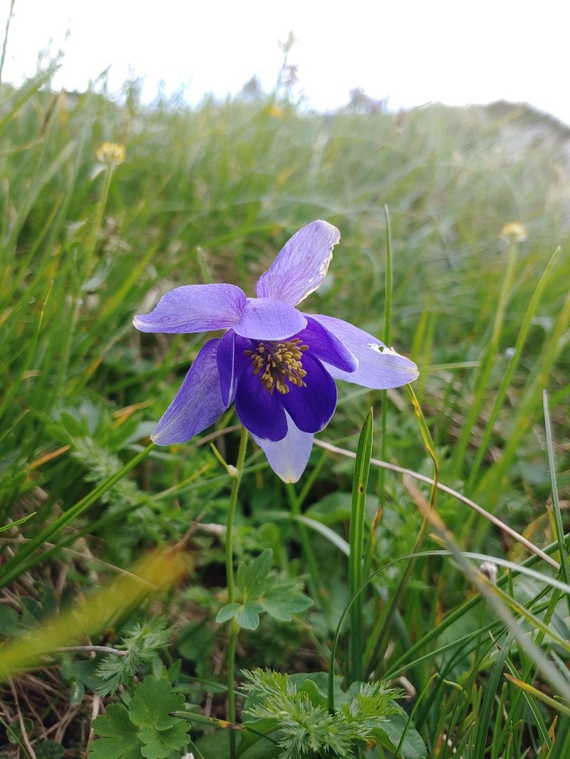 Aquilegia transsilvanica photo 7