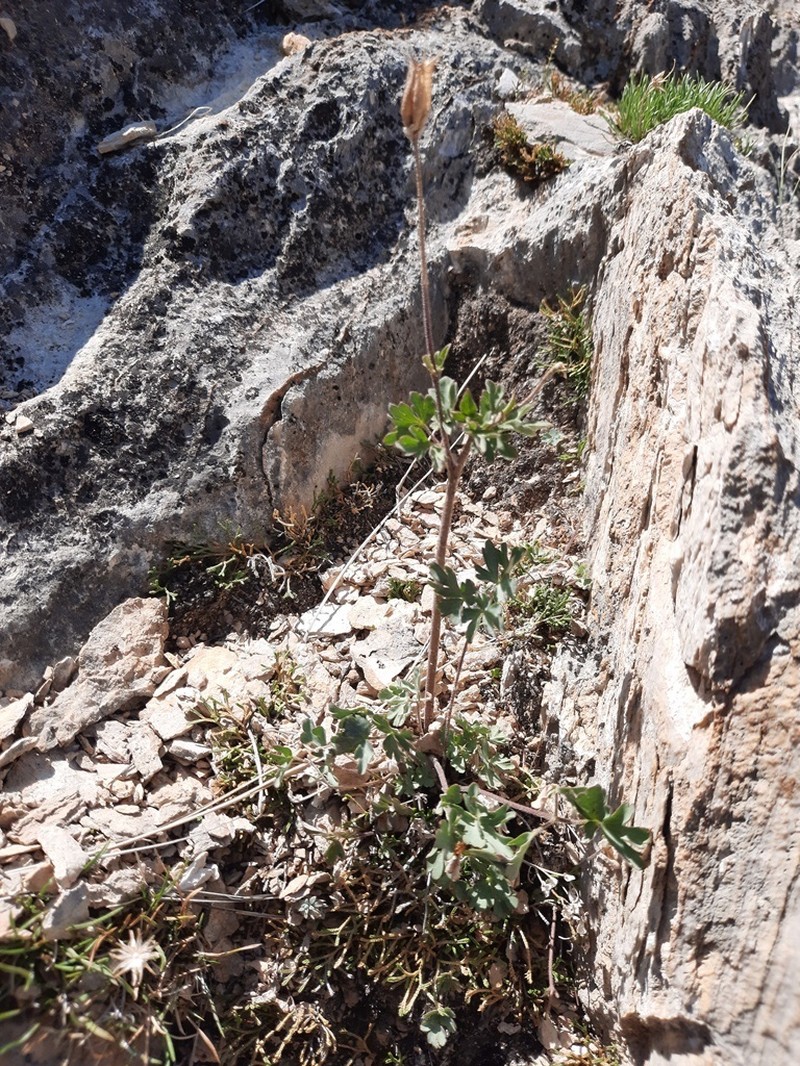 Aquilegia tuvinica photo 2
