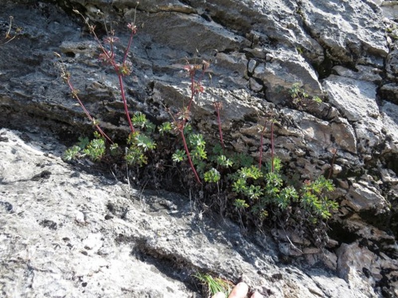 Aquilegia tuvinica photo 4