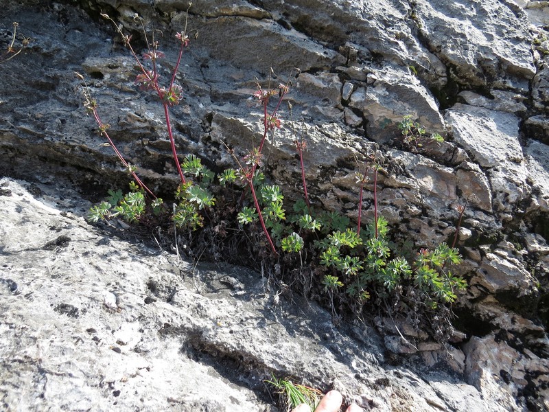 Aquilegia tuvinica photo 5