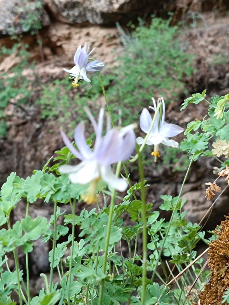 Aquilegia vicaria