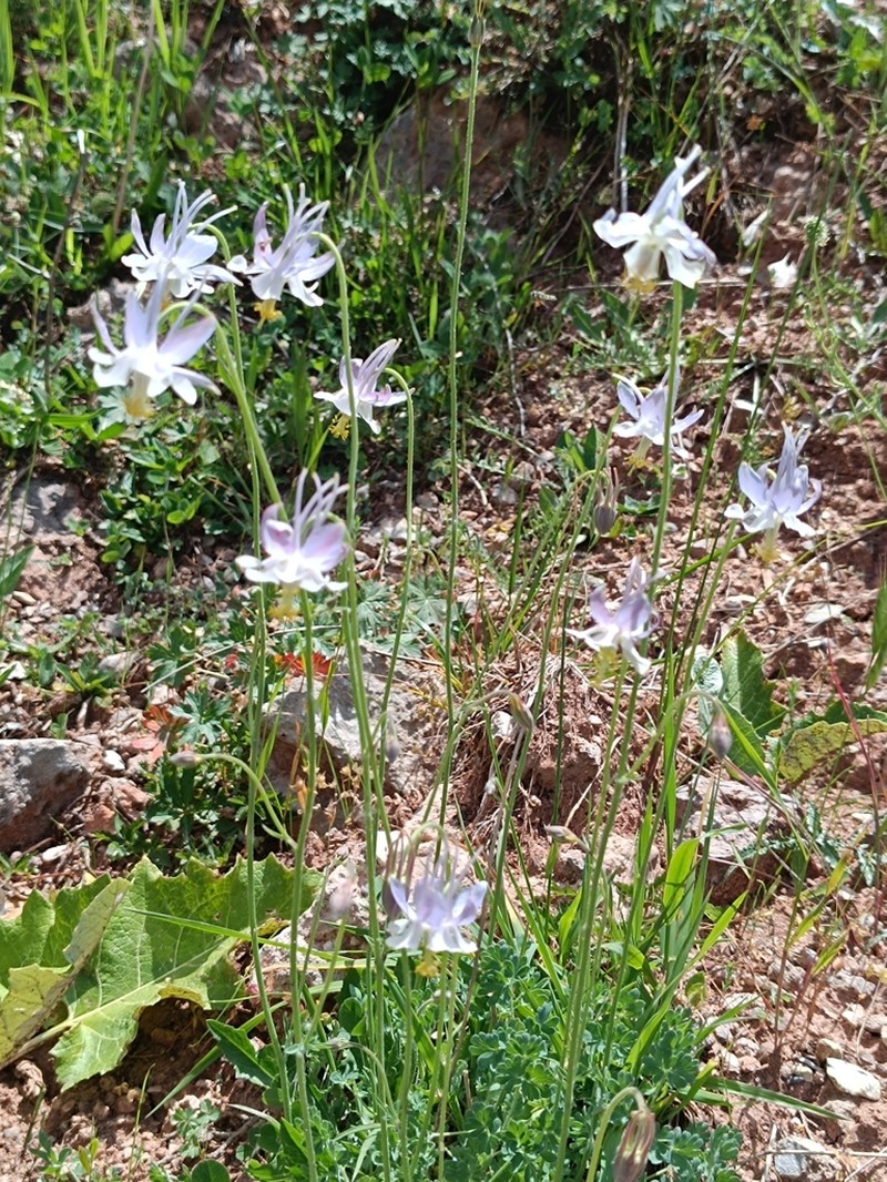 Aquilegia vicaria photo 2