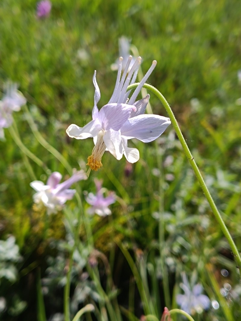 Aquilegia vicaria photo 3