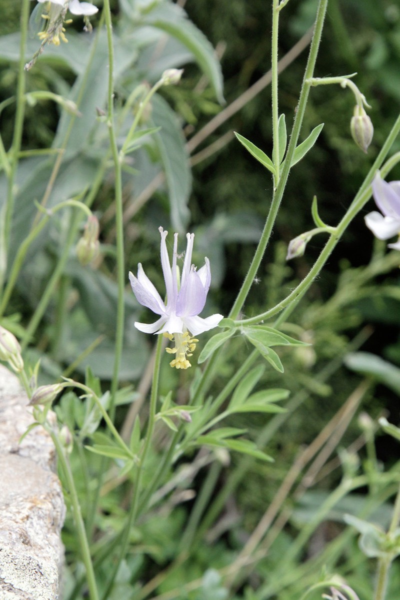 Aquilegia vicaria photo 4