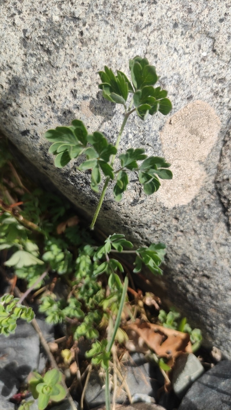 Aquilegia vicaria photo 6