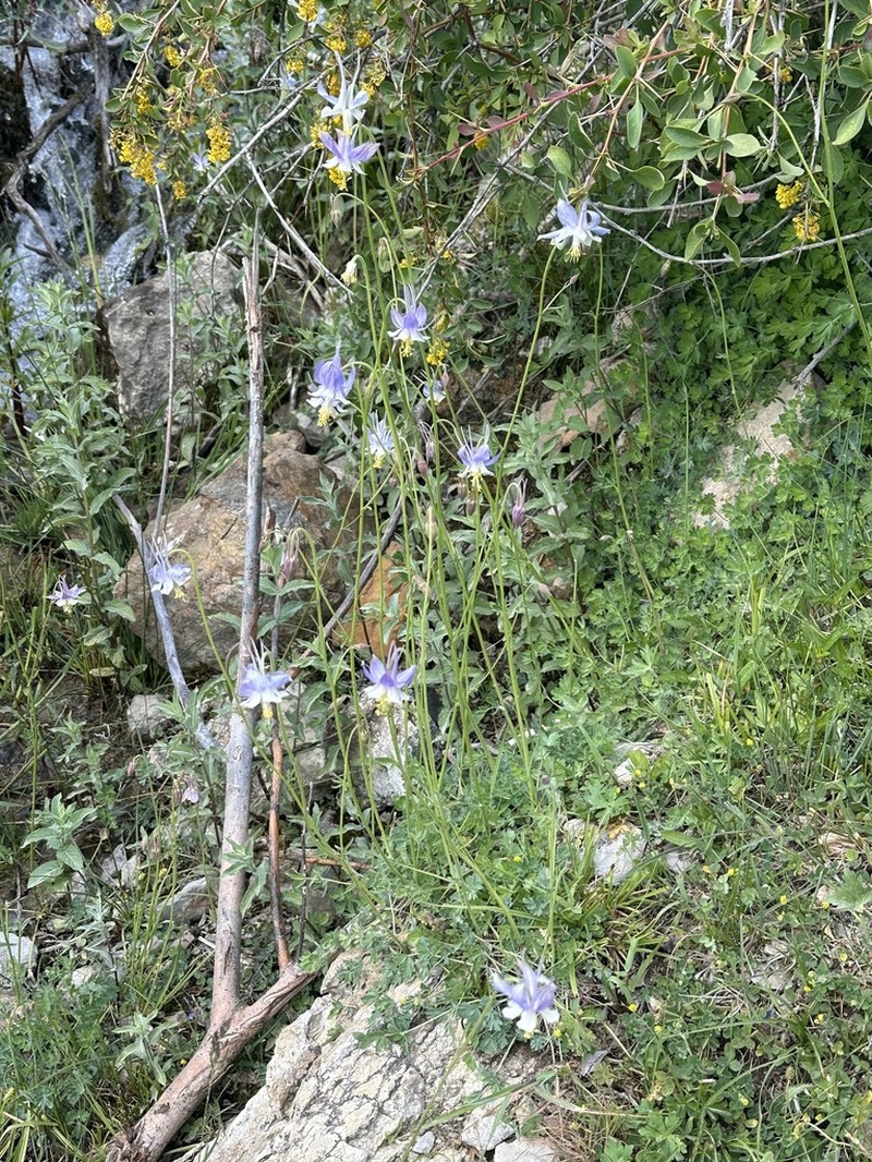 Aquilegia vicaria photo 7